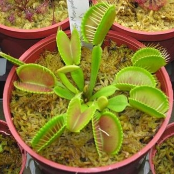 Dionaea muscipula - Venus Fly Trap