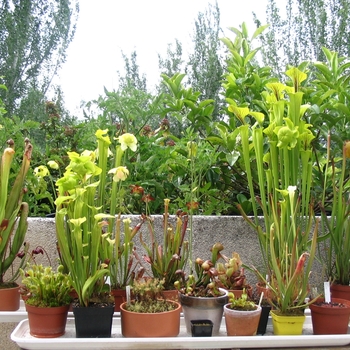 Sarracenia flava hyb. - Pitcher Plant