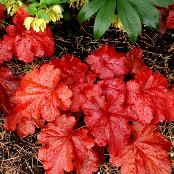 Heuchera 'Fire Alarm' - Coral Bells