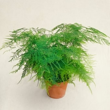 Asparagus Plumosa - Plumosa Fern