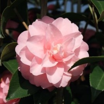 Camellia japonica 'Lisa Beasley' - Lisa Beasley Camellia