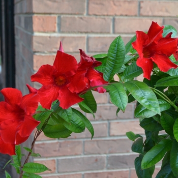 Mandevilla sunmanderemi - Crimson Sun Parasol®