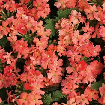 Verbena hybrid 'Royale Peachy Keen' - Superbena® 