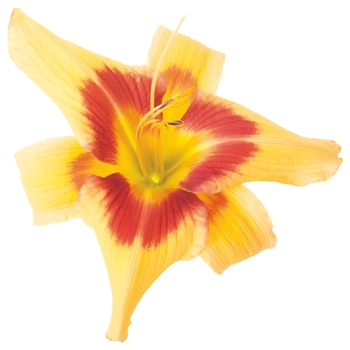 Hemerocallis hybrid 'Tiger Swirl' - Rainbow Rhythm® 