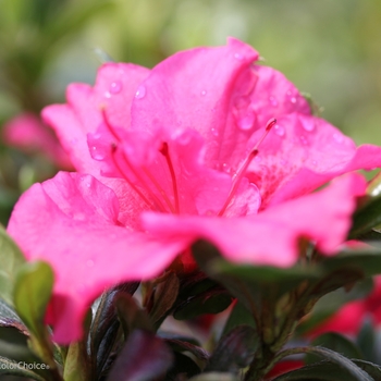 Rhododendron x 'Bloom-A-Thon® Hot Pink' - Azalea