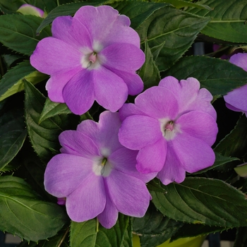 Impatiens x hybrida 'Orchid' - 'SunPatiens® Compact Orchid'