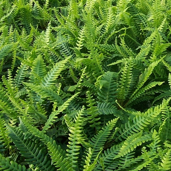 Blechnum spicant - Deer Fern