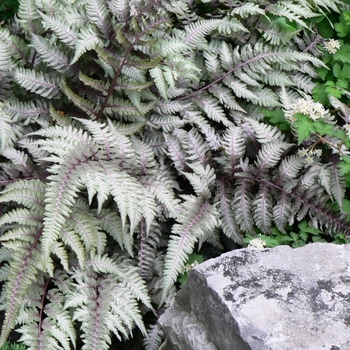 Athyrium niponicum 'Pictum' - Japanese Painted Fern