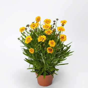 Coreopsis grandiflora 'Yellow Red' - Andiamo™ Tickseed