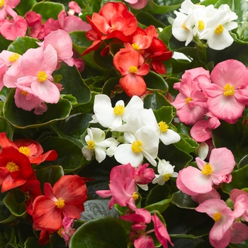 Begonia semperflorens 'Topspin Mix' - Wax begonia