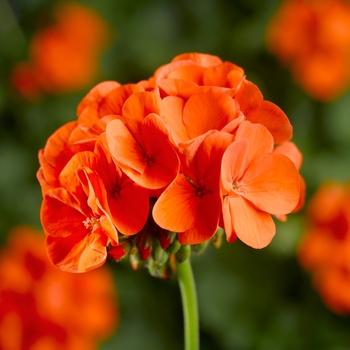 Pelargonium x hortorum 'Pinto Premium Orange' - Geranium Zonal