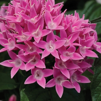 Pentas lanceolata - Lucky Star™ Pink Egyptian Starcluster, Pentas, Starflower