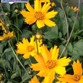 Coreopsis auriculata 'Nana' - Mouse Ear Tickseed