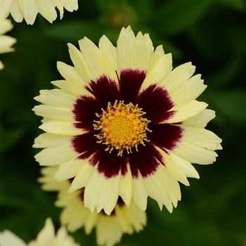 Coreopsis hybrida 'Uptick™ Cream and Red' - Uptick™ Cream and Red Tickseed