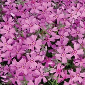 Phlox subulata 'Drummond's Pink' - Drummon's Pink Creeping Phlox