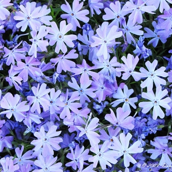 Phlox subulata 'Emerald Blue' - Emerald Blue Moss Phlox