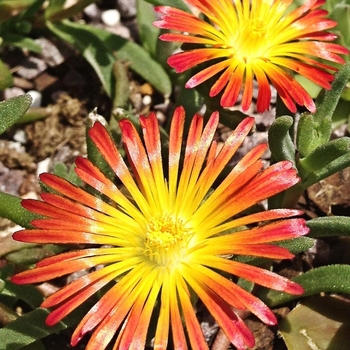 Delosperma nubigenum 'Wheels of Wonder Fire' - Fire Wonder Ice Plant