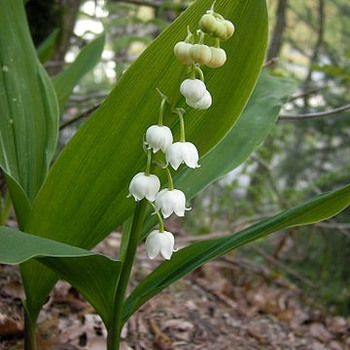 Convallaria majalis - Lily of the Valley