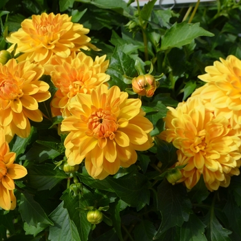 Dahlia 'Gold' - Hypnotica® Dahlia