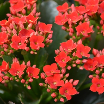  - Kalanchoe