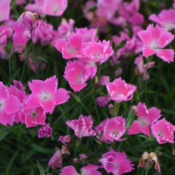 Dianthus Kahori Pink® - Pink Carnation