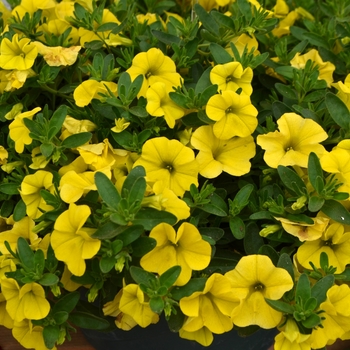 Calibrachoa 'Golden Yellow' - Superbells™ Unique Mini Petunia