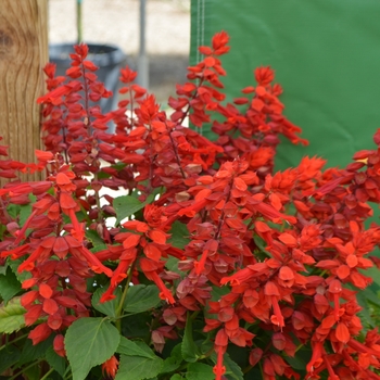 Salvia splendens - Vista Red Salvia, Scarlet Sage