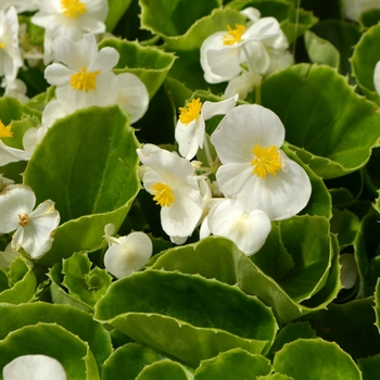 Begonia semperflorens 'White' - Super Olympia Wax Begonia