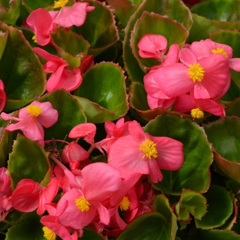 Begonia semperflorens 'Rose/Pink' - Super Olympia Wax Begonia