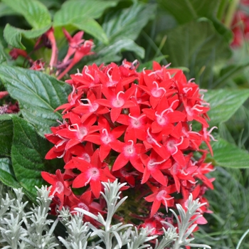 Pentas lanceolata 'Red Velvet' - Graffiti® Star Flower