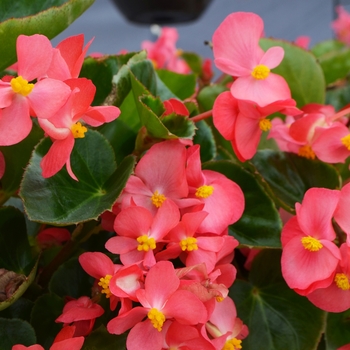 Begonia x benariensis 'Rose Green Leaf' - Big™ Begonia