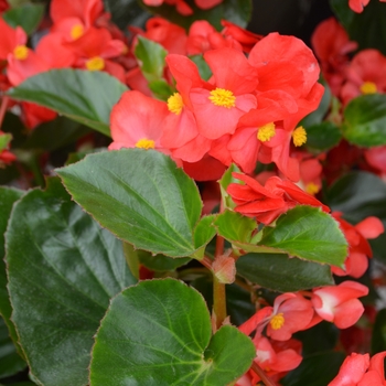 Begonia x benariensis 'Red Green Leaf' - Big™ Begonia