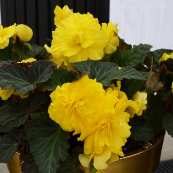 Begonia COPY x tuberhybrida 'Yellow' - Nonstop® Tuberous Begonia