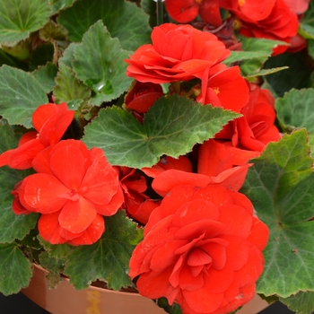 Begonia x tuberhybrida 'Red' - Nonstop® Tuberous Begonia