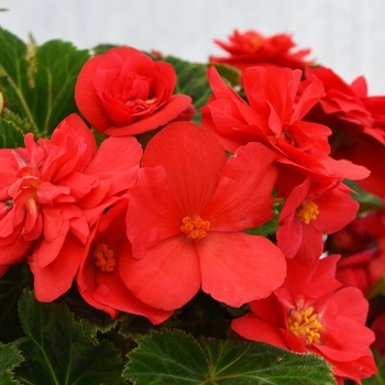 Begonia x tuberhybrida 'Deep Rose' - Nonstop® Tuberous Begonia