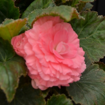 Begonia 'Nonstop Pink' - Non-Stop Begonia