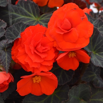 Begonia 'Nonstop Mocca Orange' - Non-Stop Begonia