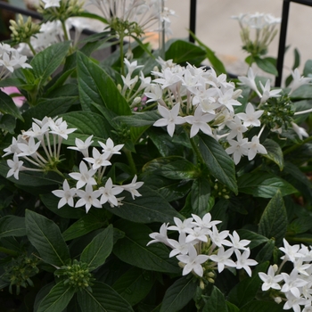 Pentas lanceolata - Lucky Star™ White Egyptian Starcluster, Pentas, Starflower