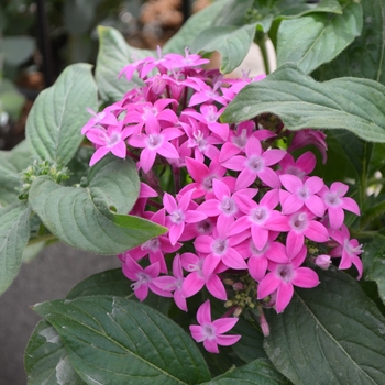 Pentas lanceolata - Lucky Star™ Violet Egyptian Starcluster, Pentas, Starflower