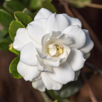 Gardenia jasminoides Double Mint - Double Mint Gardenia 