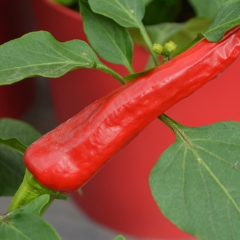 Capsicum annuum 'Hot Banana' - Banana Pepper