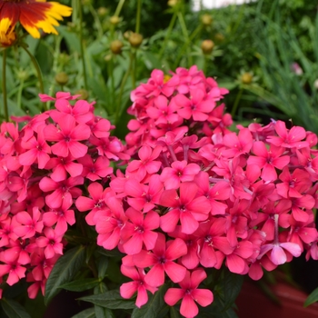 Phlox paniculata 'Flame™ Red' - Garden Phlox