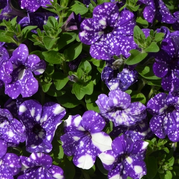 Petunia 'Headliner™ Night Sky' - Headliner™ Petunia