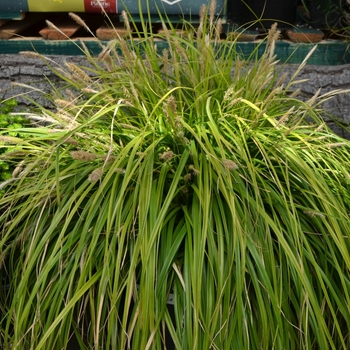 Carex oshimensis 'Everillo' - Everillo Sedge