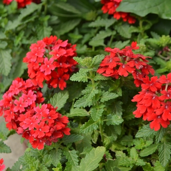 Verbena 'EnduraScape Red ' - EnduraScape™ Red Verbena