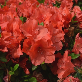 Rhododendron 'Autumn Sunset™' - Encore® Azalea