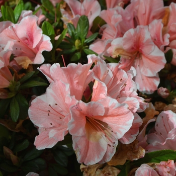 Rhododendron 'Autumn Sunburst™' - Encore® Azalea