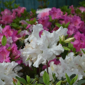 Rhododendron 'Autumn Lily™' - Encore® Azalea