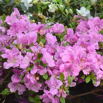 Rhododendron 'Autumn Lilac™' - Encore® Azalea