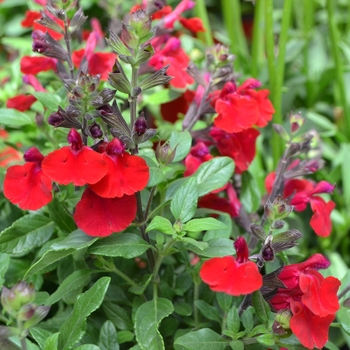 Salvia greggii - Mirage™ Cherry Red Sage